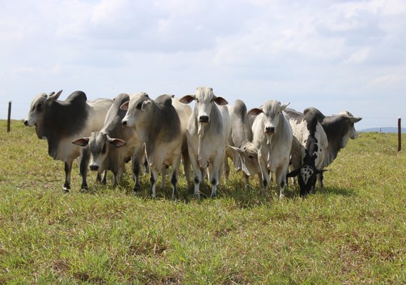 Nelore Santa Catarina inaugura nova sede em Campo Alegre