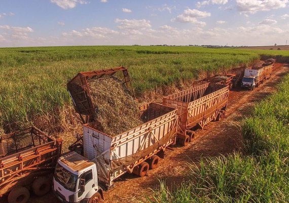 AL mantém liderança na produção de cana do NE