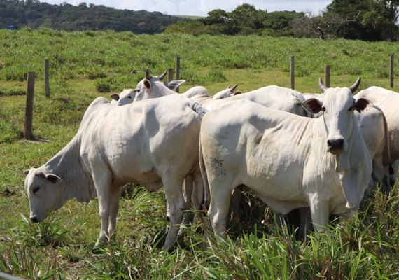 Nelore Positivo coloca mais de 400 animais em pista e reafirma o padrão Agro CPMF