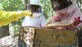 Manejo adequado pode assegurar qualidade do mel e do própolis em AL