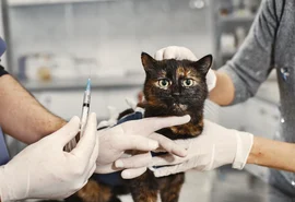 Mitos sobre gatos vira-latas podem colocar a saúde dos pets em risco