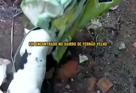 Gari ouve latido dentro de saco de lixo e resgata cadelinha vítima de maus-tratos