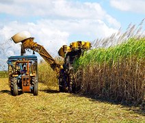 Multinacional francesa investe para aumentar produção de açúcar no Brasil