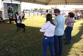 71ª Expoagro vai apresentar rebanho Santa Inês de alta genética