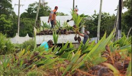Dia de Campo: Unicafes-AL vai apresentar integração entre a lavoura do coco e a citricultura