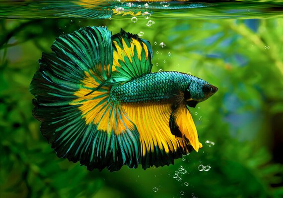 Maceió recebe neste final de semana o “Nordbettas Betta Show Alagoas”