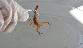 Acidentes com escorpiões tendem a aumentar no verão