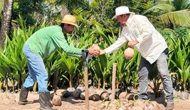 Coopaiba processa 6 milhões de frutos e amplia agroinstrústria em Alagoas