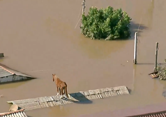 Vídeo: Cavalo fica ilhado em cima do telhado de casa no RS