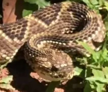 Veneno de cascavel tem potencial para combater o câncer, diz estudo