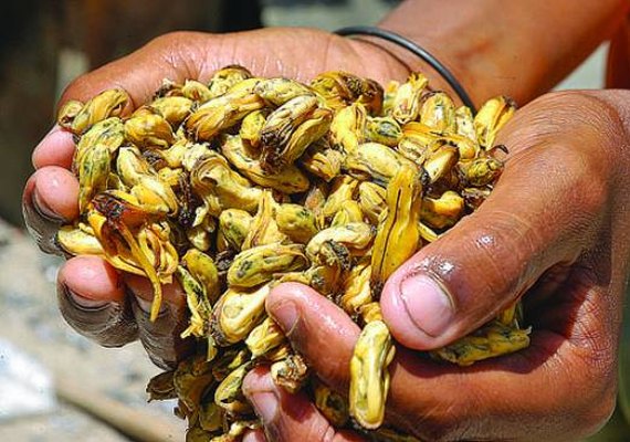 Vídeo: pescadores alagoanos festejam o reaparecimento do sururu após meses de escassez