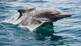 Vida subaquática é ameaçada à medida que guerra com o Irã se prolonga