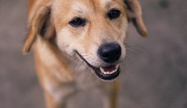 Feira de Adoção de animais acontece neste domingo (21)