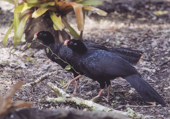 Novo parque abrigará Mutum-de-Alagoas e outras espécies de aves
