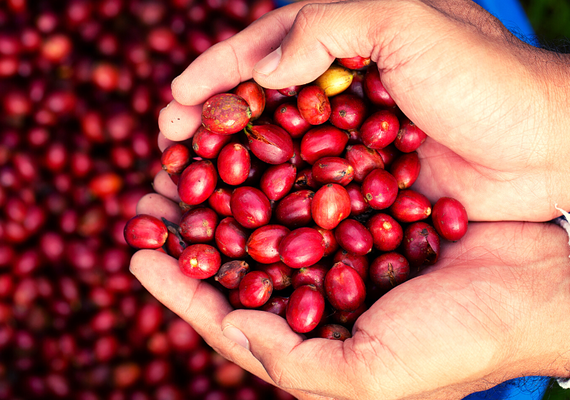 Recuperação produtiva nas lavouras de café em 2023
