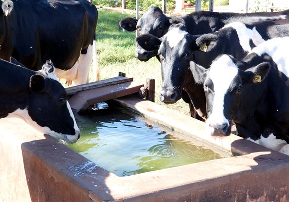 Boas Práticas Hídricas: Programa economiza água na produção de leite