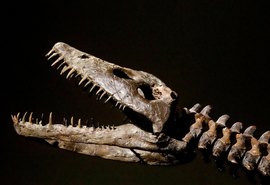 Vômito fossilizado revela segredo da digestão dos plesiossauros