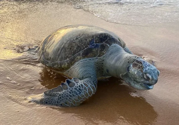 Tartaruga-verde adulta é encontrada morta na Praia de Jacarecica, em Maceió