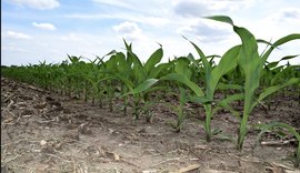 Estrutura das raízes é essencial para boa produção de milho na safrinha