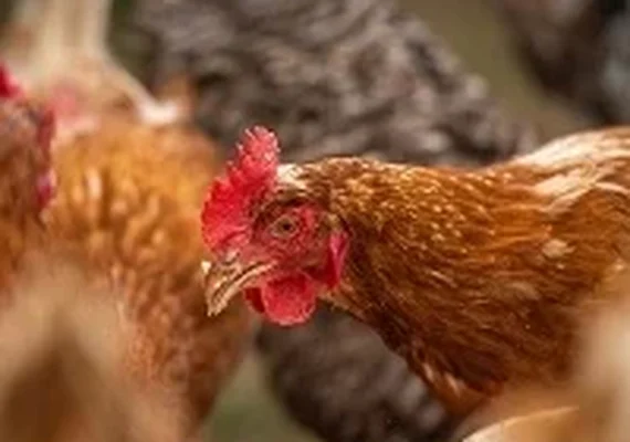 França abate 600 mil aves por gripe aviária