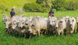 3º Mega Touros SMP vai apresentar animais neste sábado (11); leilão acontece no domingo (12)