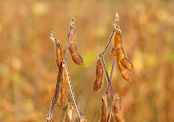 Publicado Zoneamento Agrícola da soja safra 2022/2023
