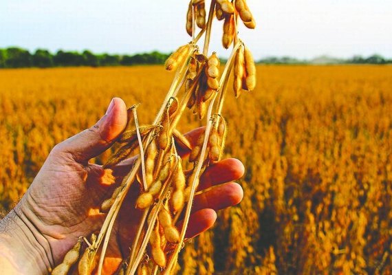 Soja brasileira vai ter safra excepcional de acordo com estudos