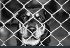 Veterinário é preso por maus-tratos a animais em clínica localizada em Maceió