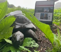 FAKE: é falsa a notícia de que tartaruga mais velha do mundo morreu