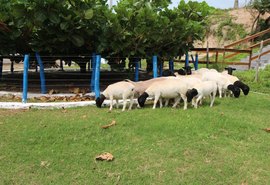 Leilão Pé na Areia acontece nesta quinta (17)