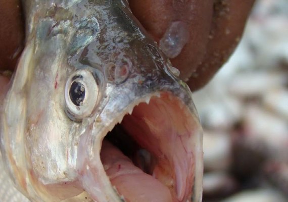 Novo ataque de piranhas acontece em Pão de Açúcar