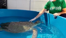 Tartaruga marinha com ferimento na cabeça é resgatada na Lagoa Mundaú