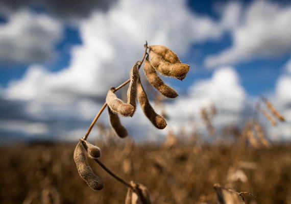 Previsão do Ipea é de estabilidade para setor agropecuário em 2022