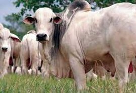 Preços do boi gordo voltam a subir no mercado interno