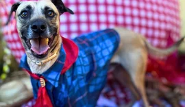 Arraiá da adoção promove novos lares para cães e gatos em Maceió