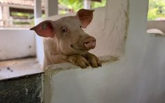 Visita técnica à Fazenda Yaguara, em Pernambuco