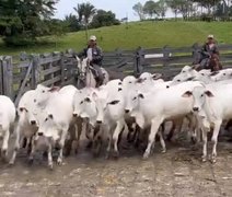 IBC realiza leilão com oferta de animais de cabeceira da Fazenda Recanto