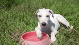 Confira dicas de cuidados com pets durante o verão