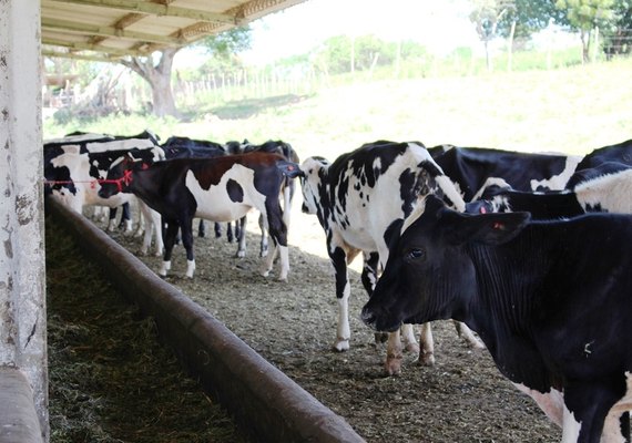 Pindorama comemora avanços na pecuária leiteira