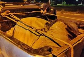 PRF intercepta veículo com vaca dopada e amarrada em MG