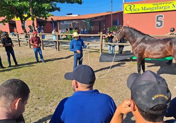 Cavalos Mangalarga Marchador disputam etapa nordestina em Maceió