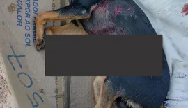 Pitbull solto mata pinscher na frente de criança em AL