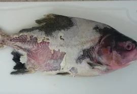 Estudo identifica bactéria que causa doença grave em peixes de criação no Brasil