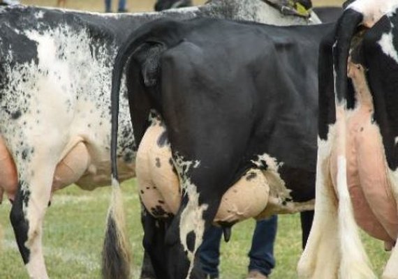 36ª Expo Bacia Leiteira promete aquecer setor no segundo semestre