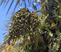 Biodiversidade da Caatinga vira produtos e oportunidades econômicas