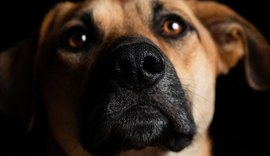 Seu pet pode proteger sua família: saiba como prevenir zoonoses