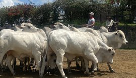 Rebanho IBC é apresentado em evento na Fazenda Recanto