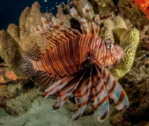 Peixe invasor avança pela costa brasileira e ameaça biodiversidade marinha