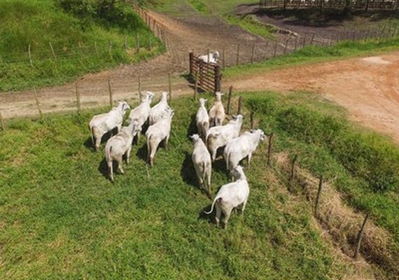 Prazo para vacinação contra a febre aftosa tem nova prorrogação