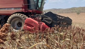 Plantio de sorgo vira aposta no sertão de AL